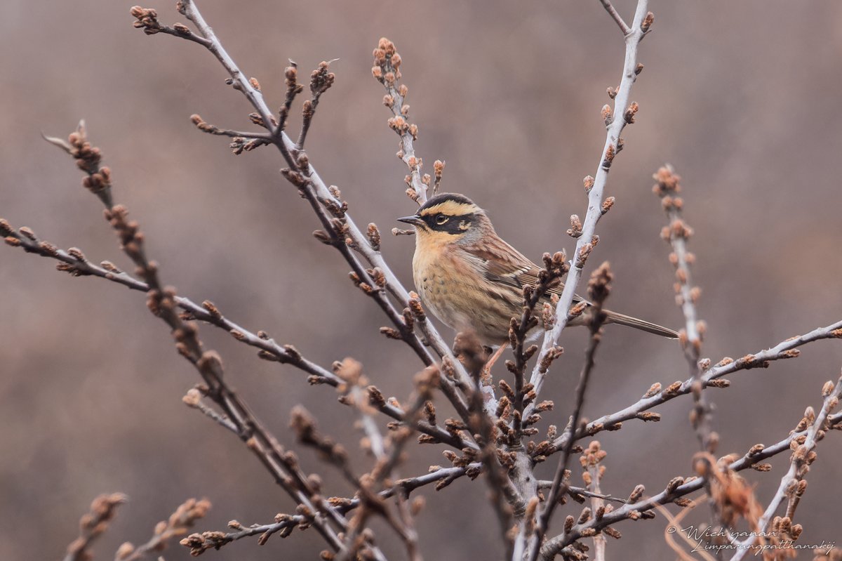 Siberian Accentor (Prunella montanella)
