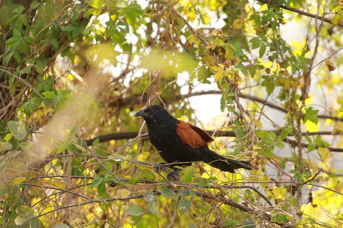 褐翅鸦鹃 (Centropus sinensis)