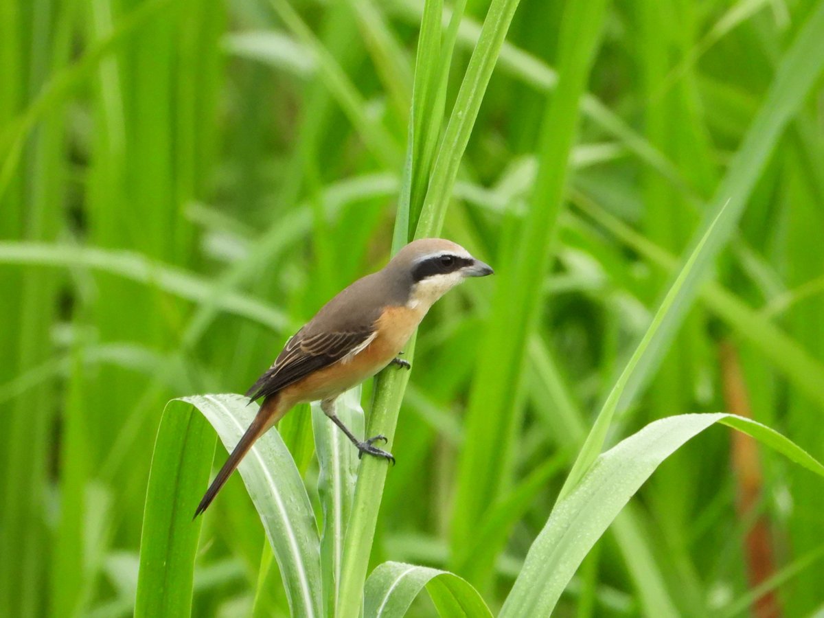 Brown Shrike (Lanius cristatus)