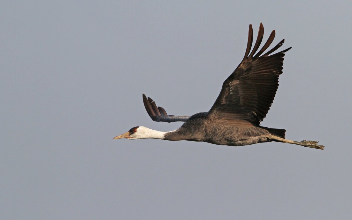 白头鹤 (Grus monacha)