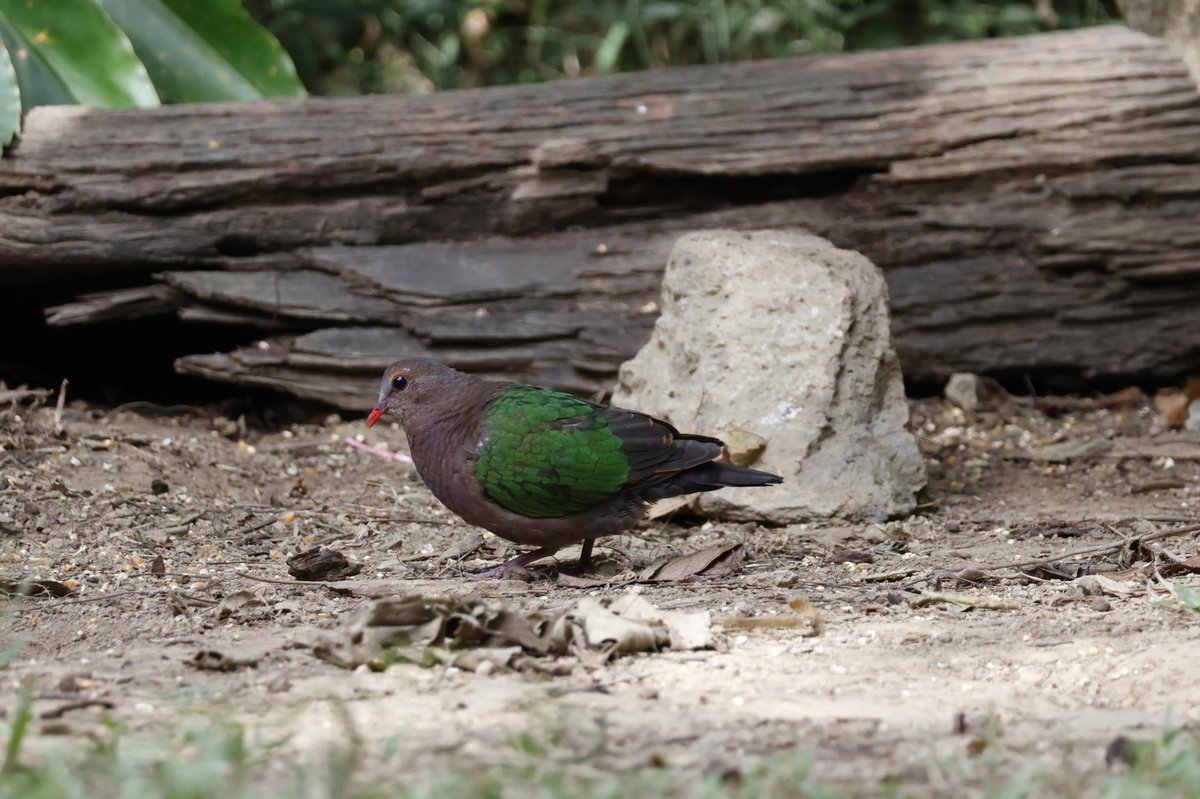 Common Emerald Dove (Chalcophaps indica)