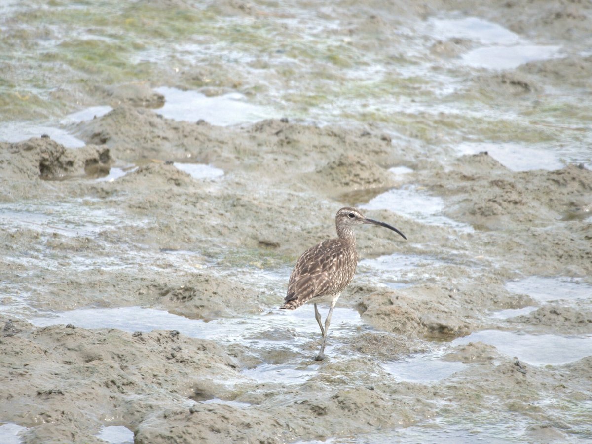Eurasian Whimbrel (Numenius phaeopus)