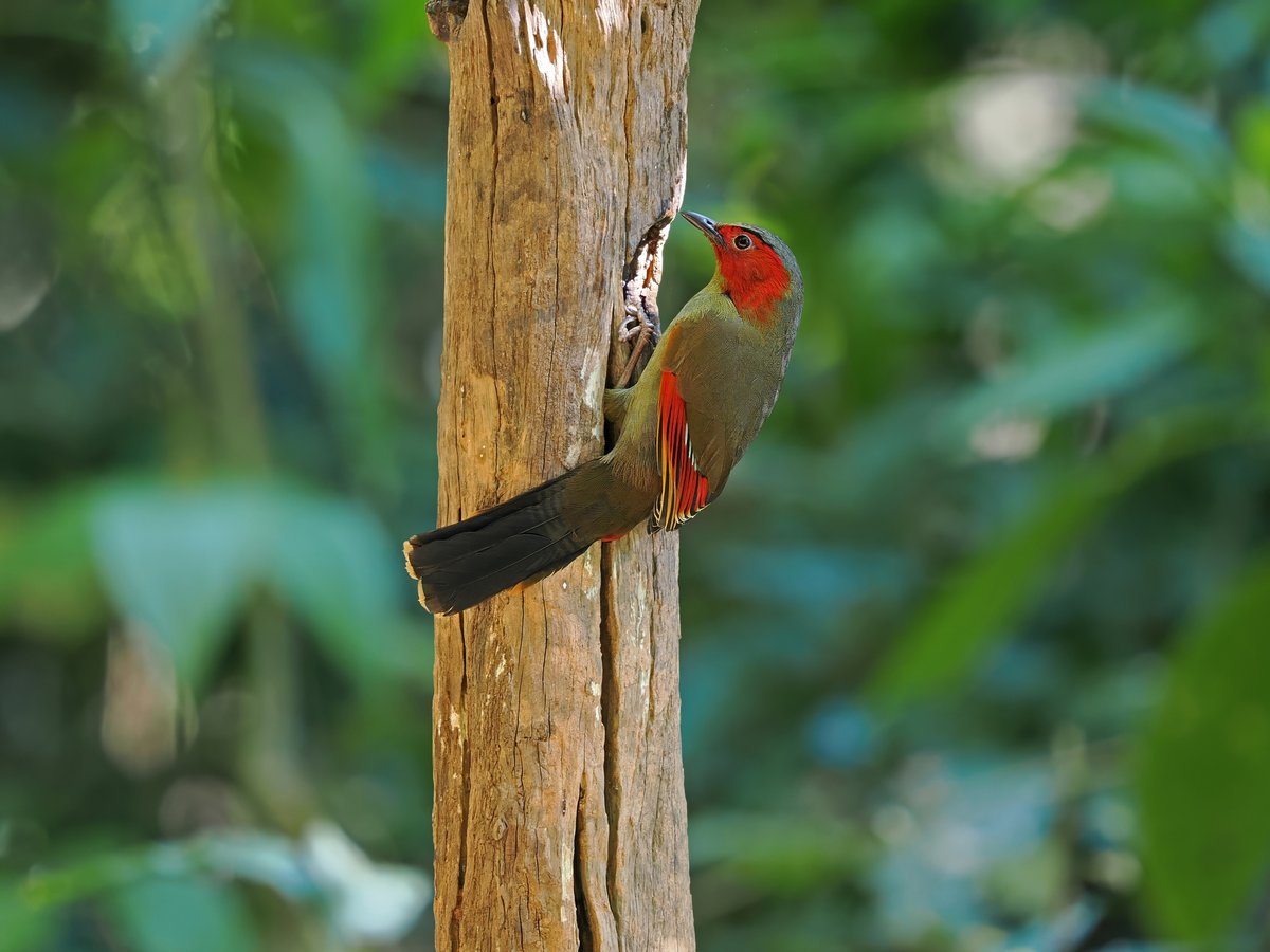 红翅薮鹛 (Liocichla ripponi)