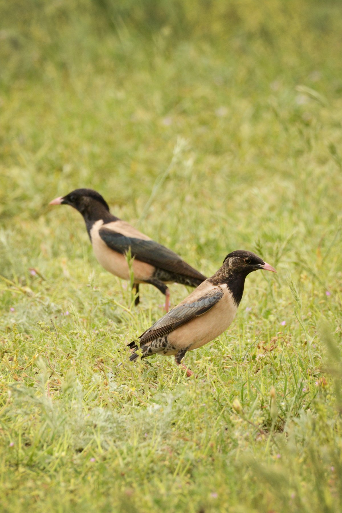 Rosy Starling (Pastor roseus)