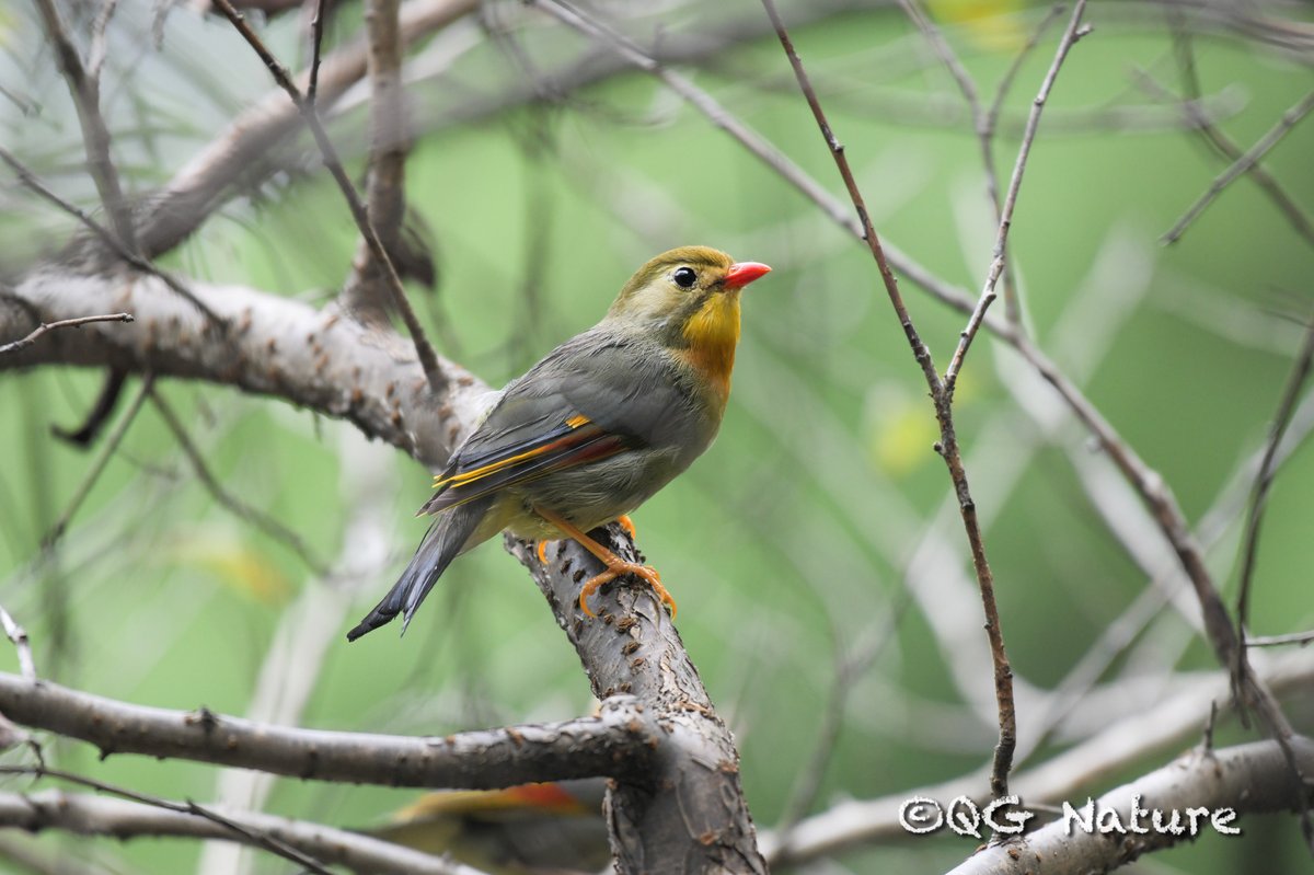 Red-billed Leiothrix (Leiothrix lutea)