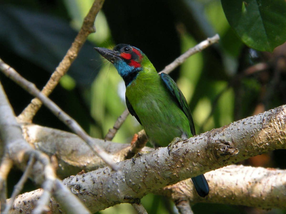 蓝耳拟啄木鸟 (Psilopogon duvaucelii)