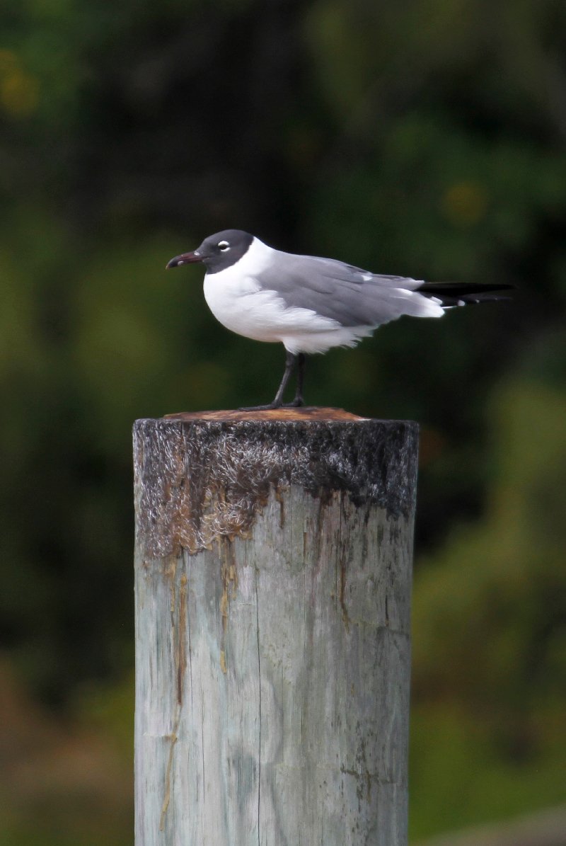Laughing Gull (Leucophaeus atricilla)