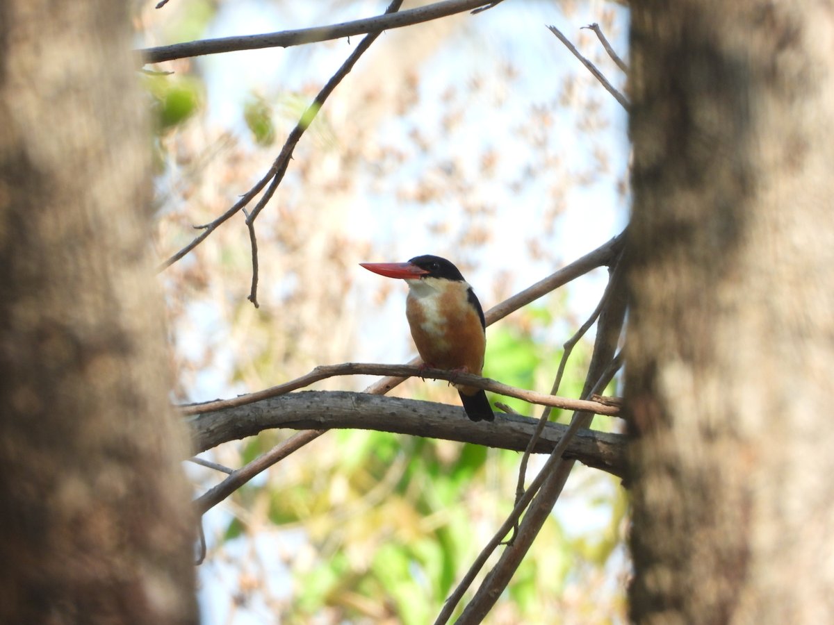 蓝翡翠 (Halcyon pileata)