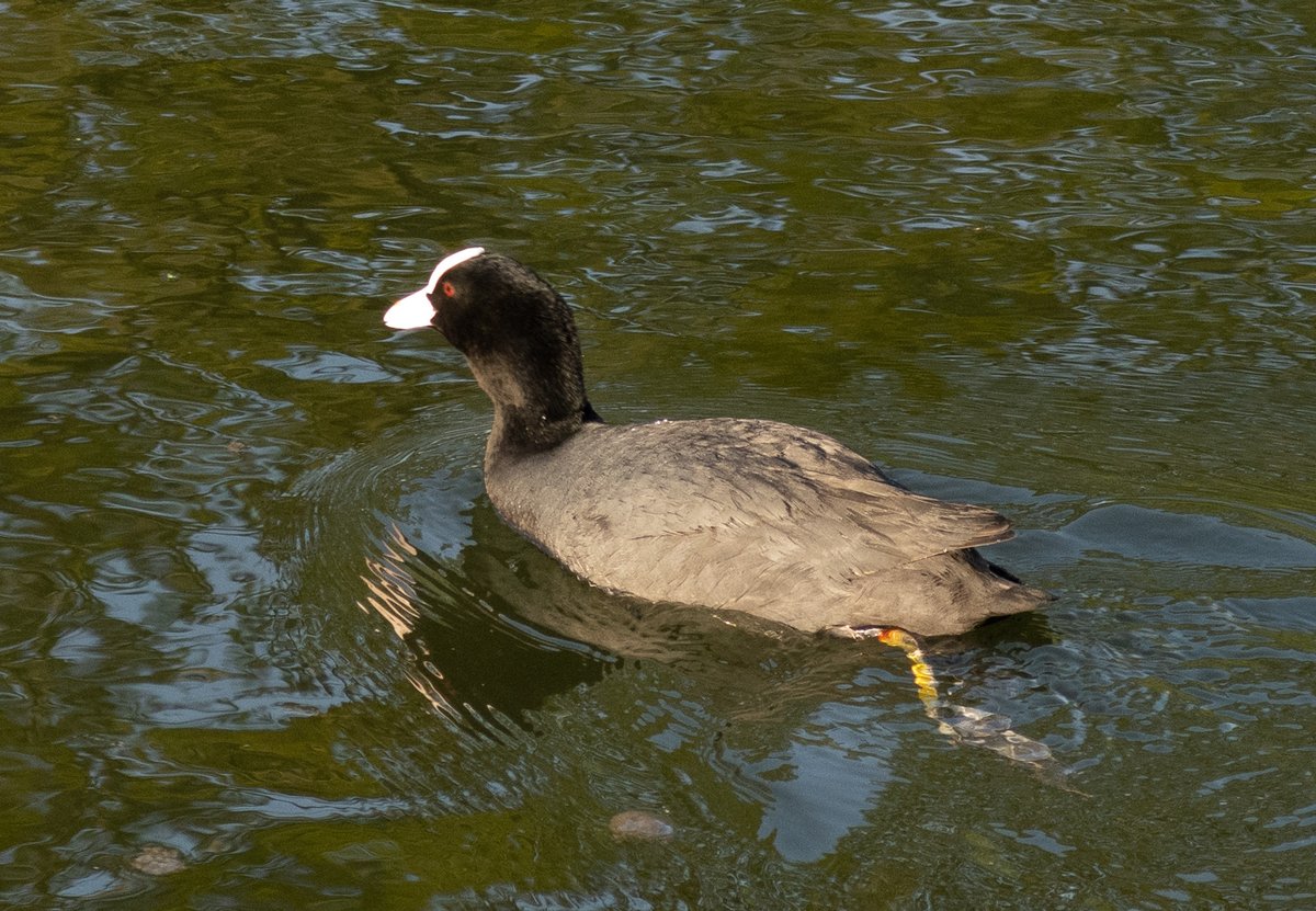 白骨顶 (Fulica atra)