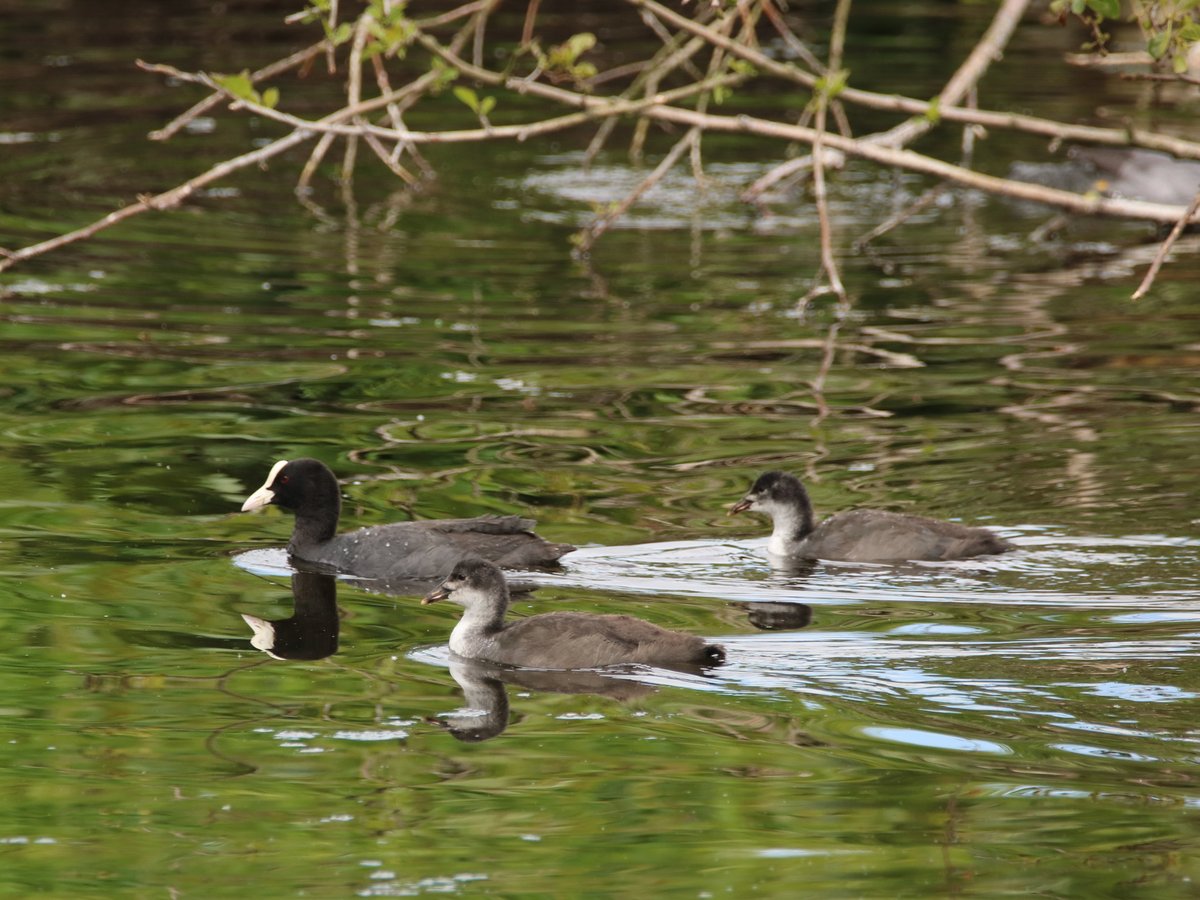 白骨顶 (Fulica atra)