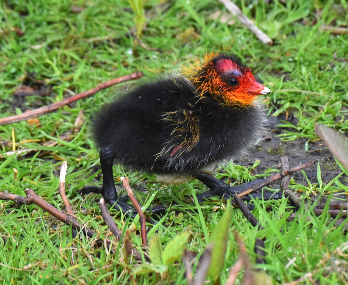 白骨顶 (Fulica atra)