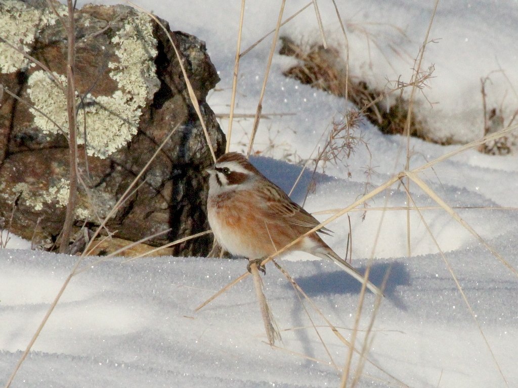 Meadow Bunting (Emberiza cioides)