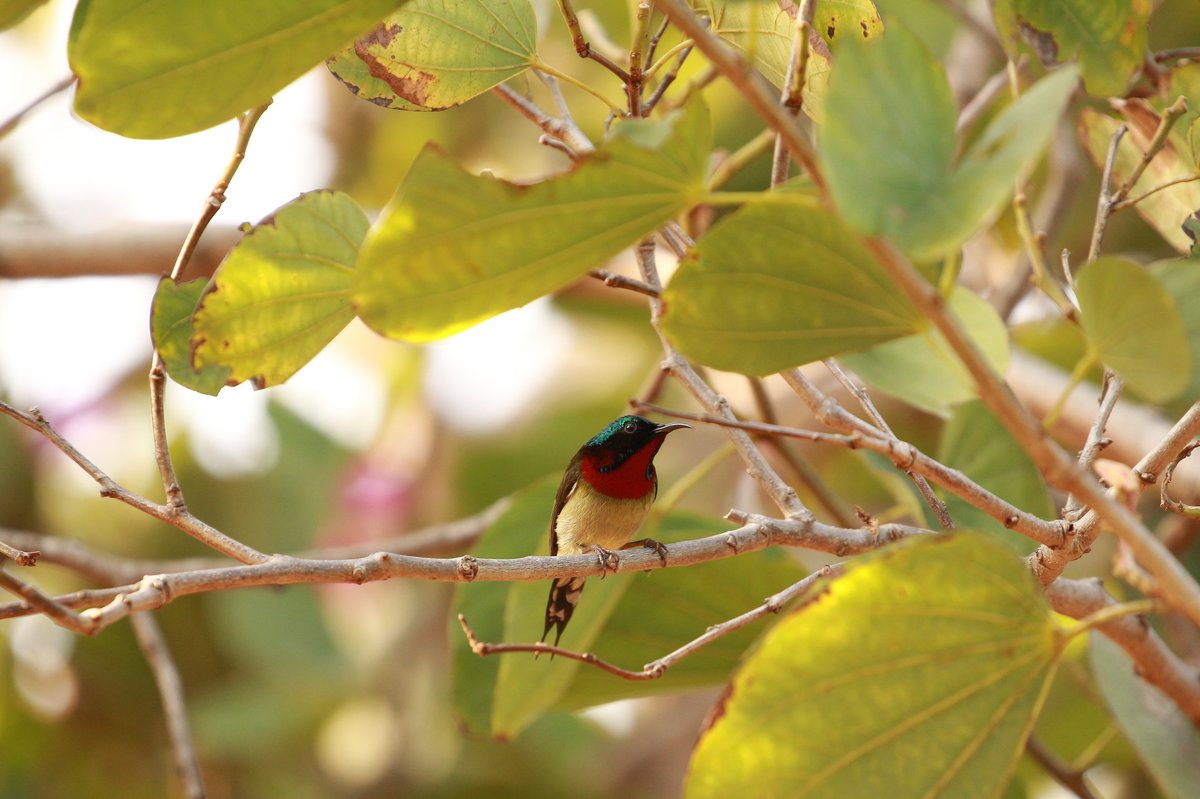 Fork-tailed Sunbird (Aethopyga christinae)