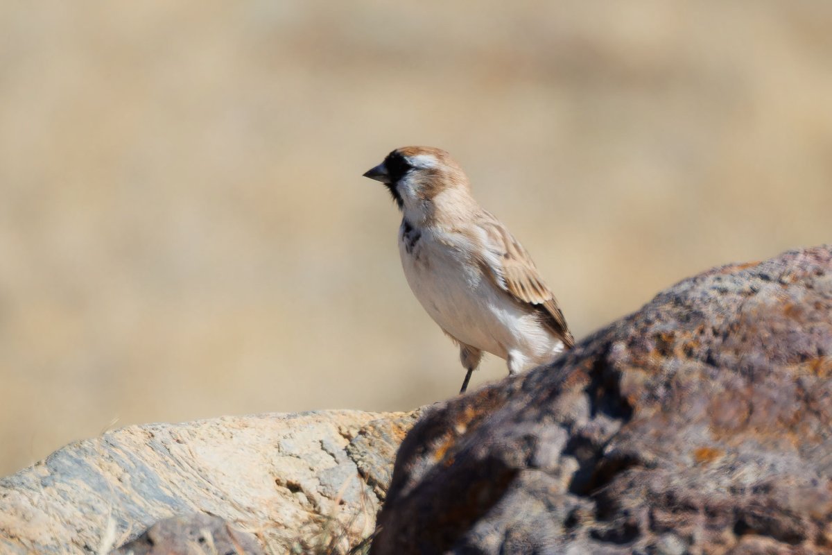 Pere David's Snowfinch (Pyrgilauda davidiana)