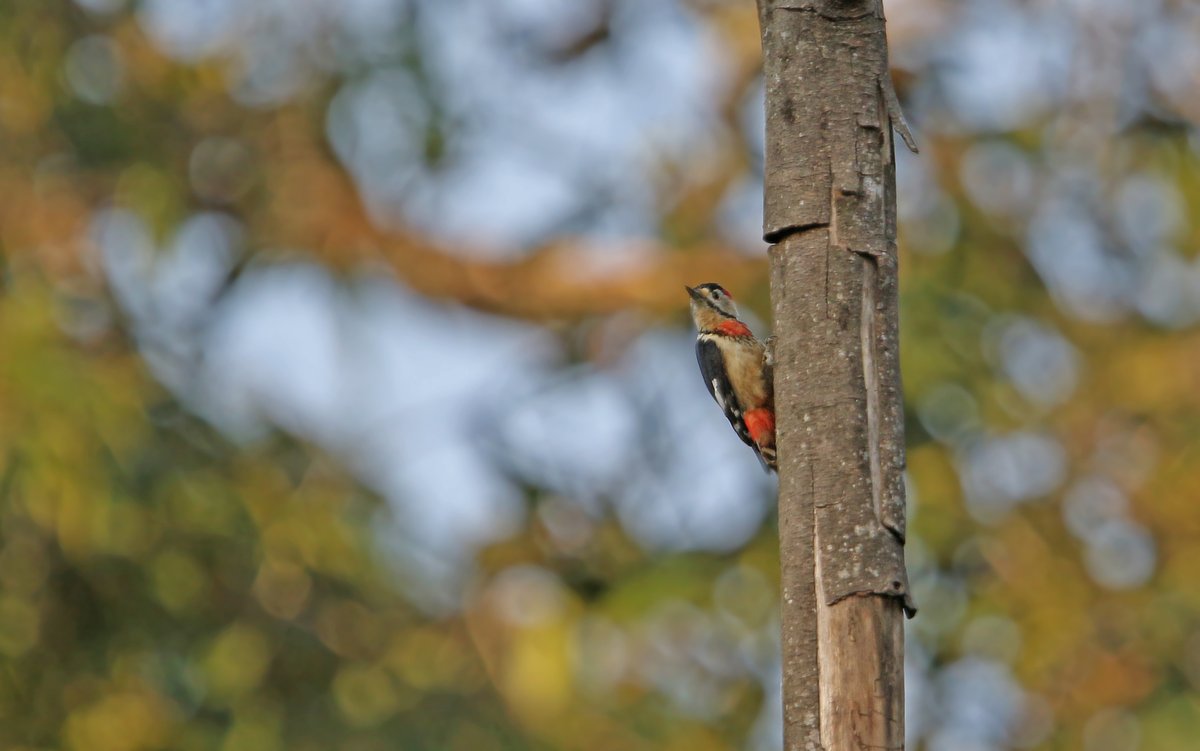 Crimson-naped Woodpecker (Dryobates cathpharius)
