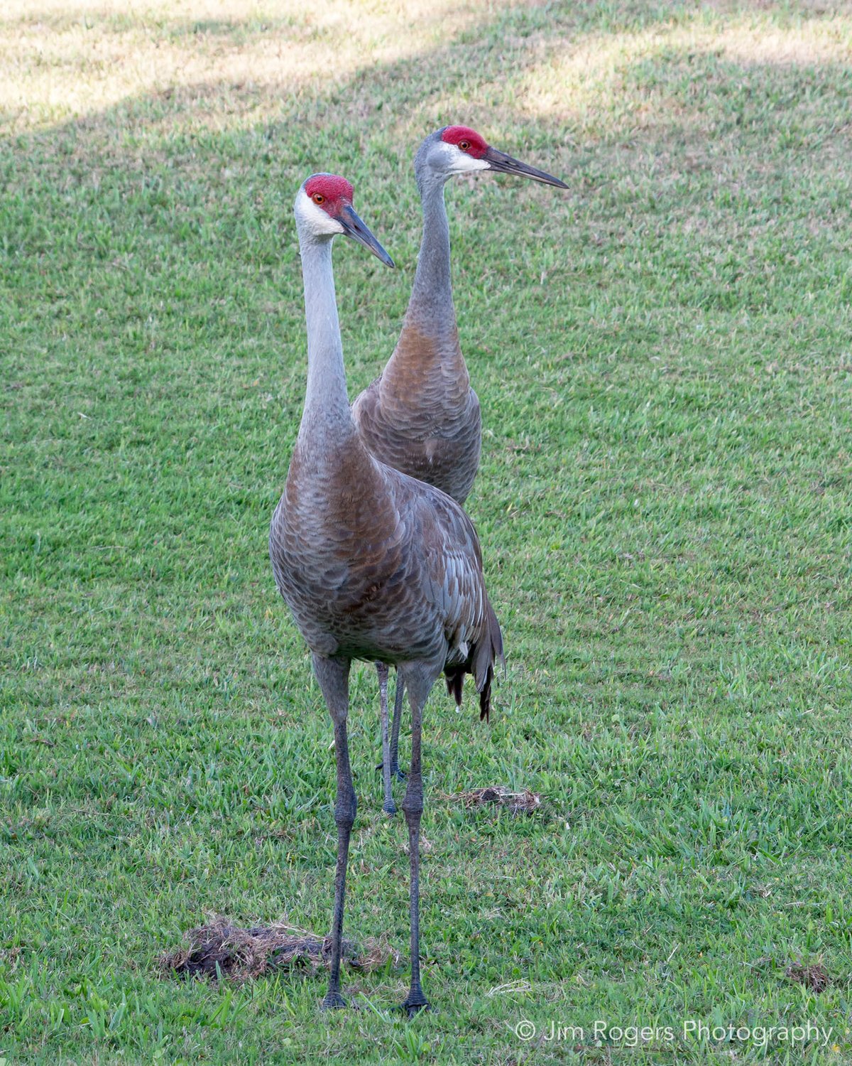 Sandhill Crane (Antigone canadensis)