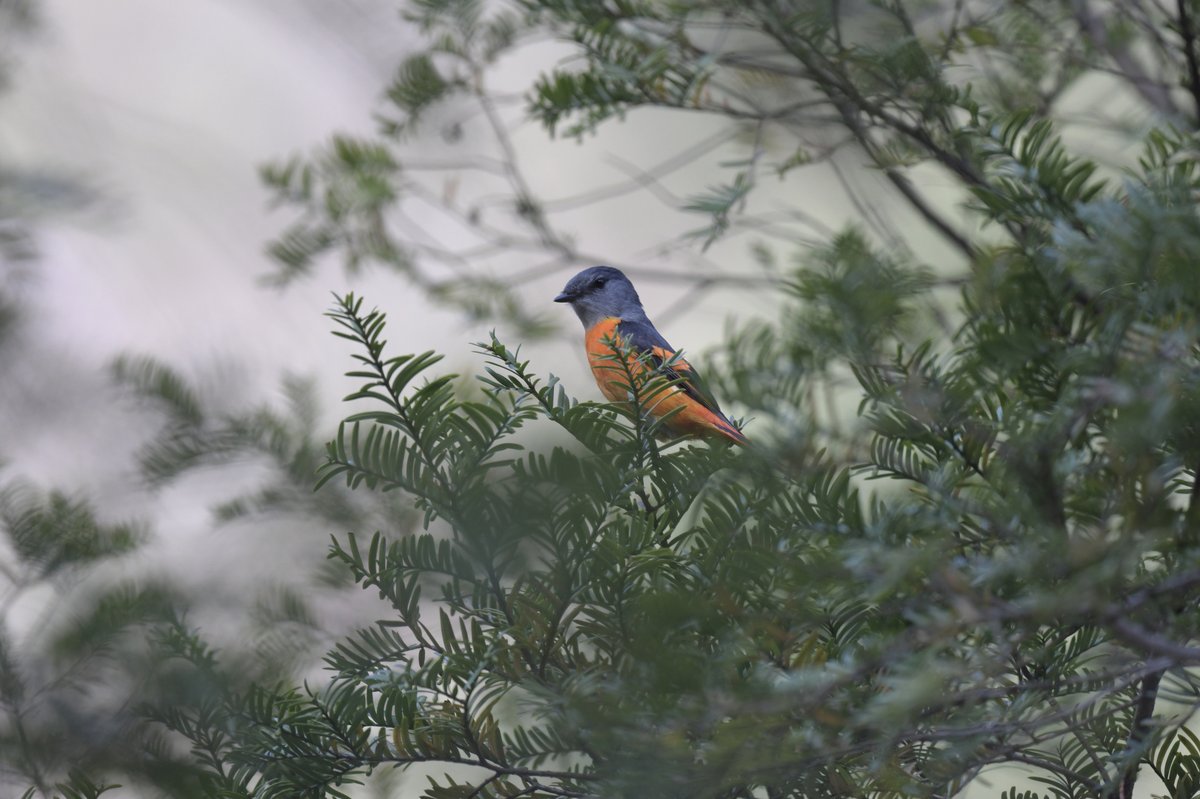 Grey-chinned Minivet (Pericrocotus solaris)