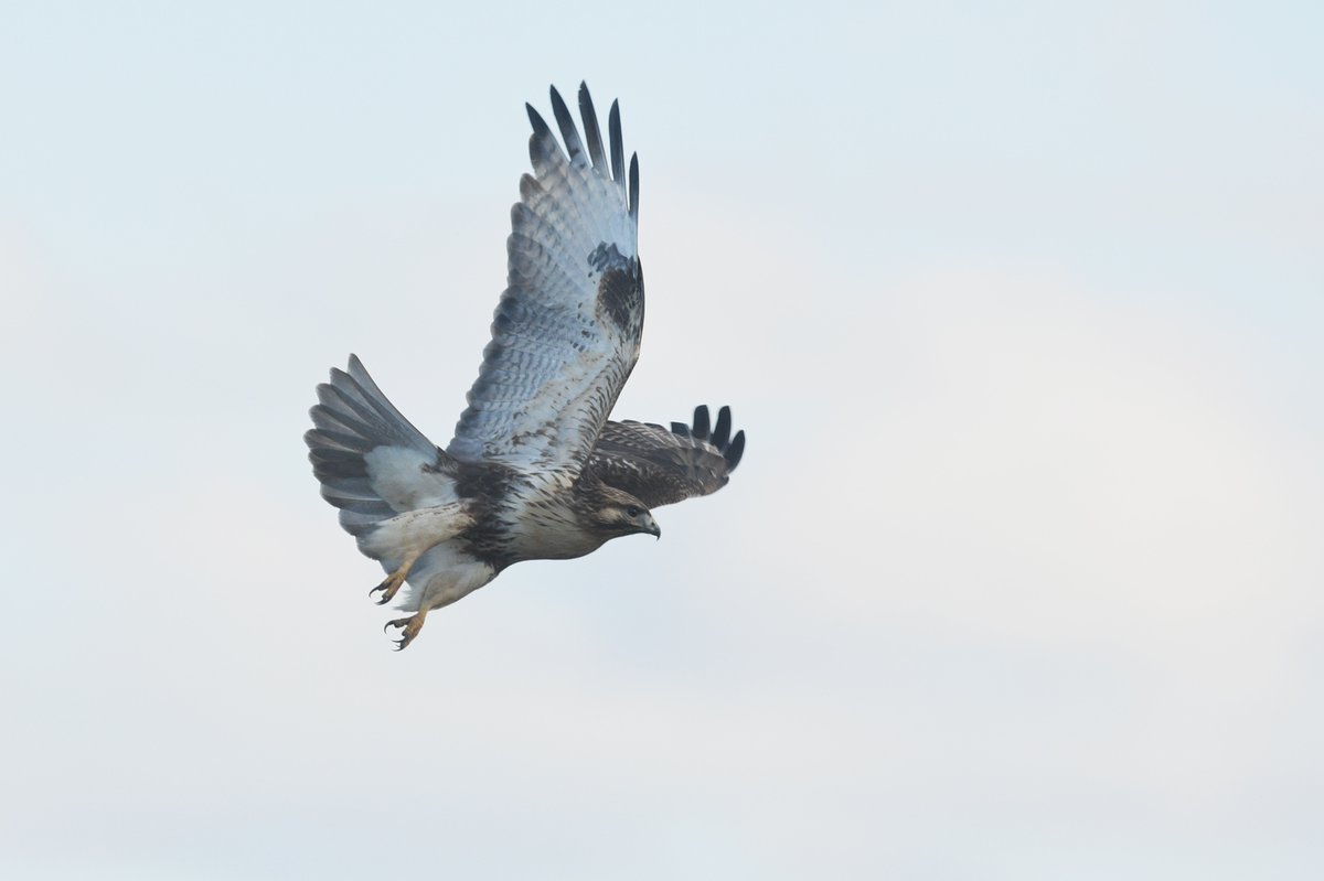 Eastern Buzzard (Buteo japonicus)