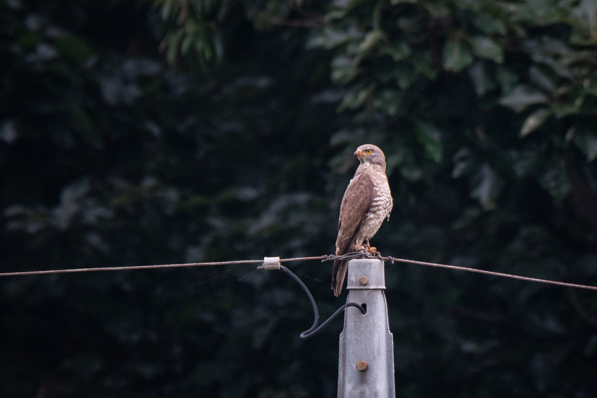 Grey-faced Buzzard (Butastur indicus)