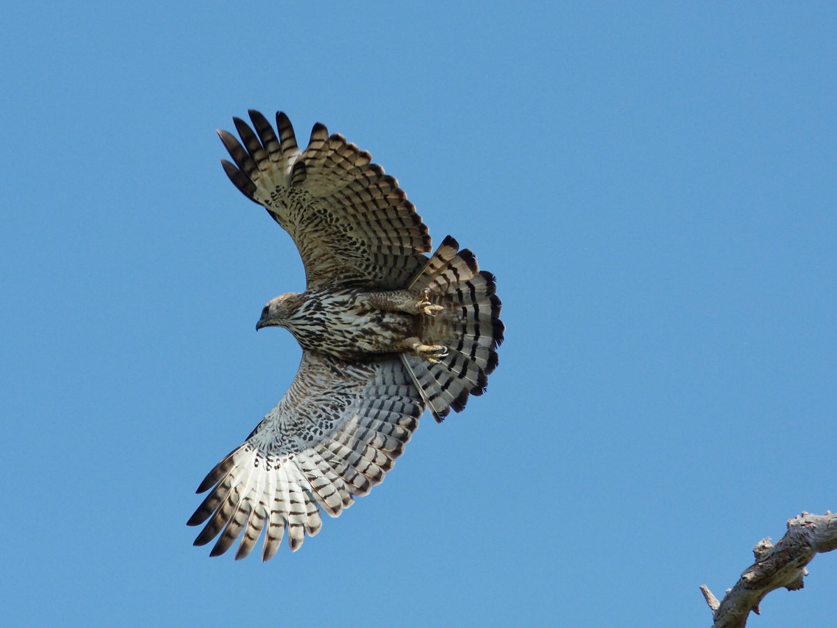 凤头鹰雕 (Nisaetus cirrhatus)