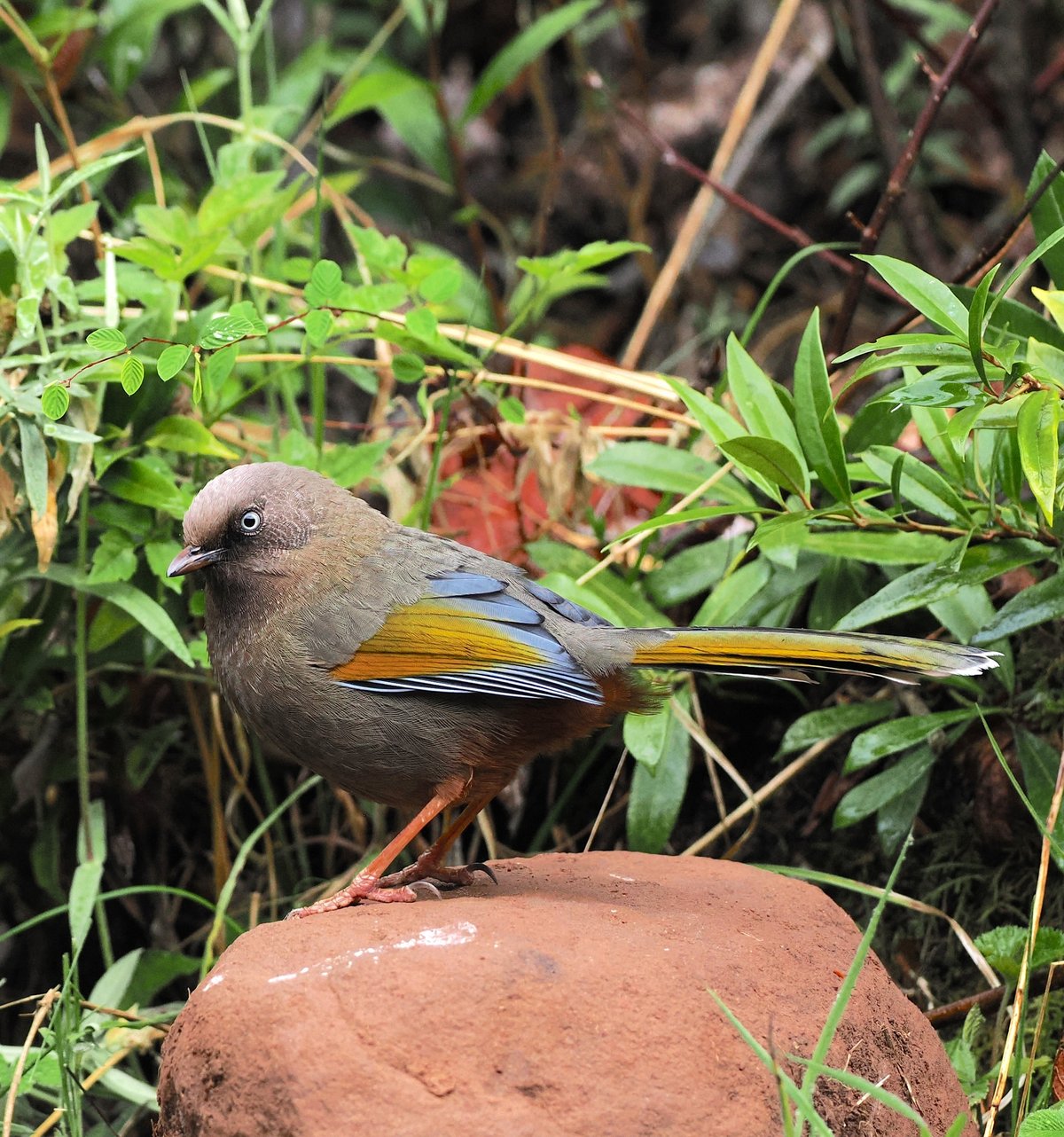 Elliot's Laughingthrush (Trochalopteron elliotii)