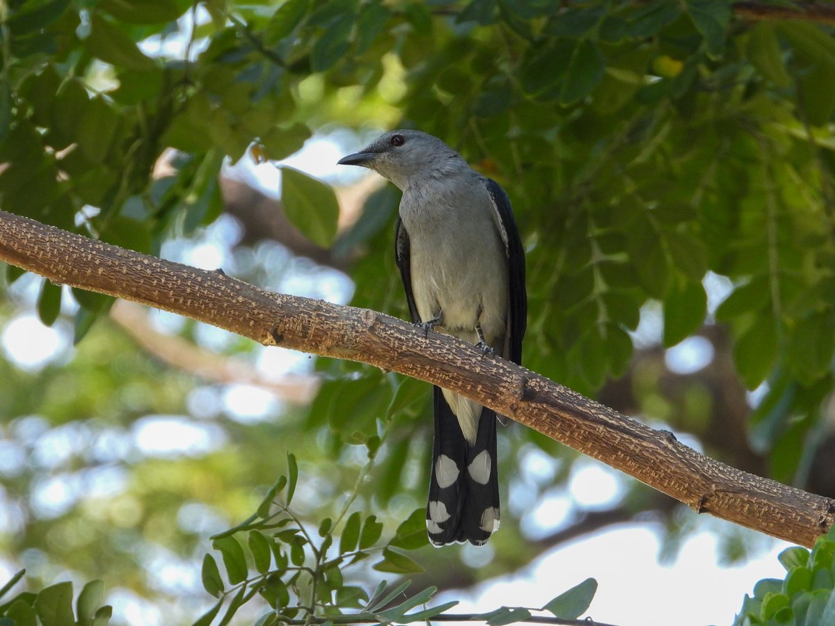 暗灰鹃鵙 (Lalage melaschistos)