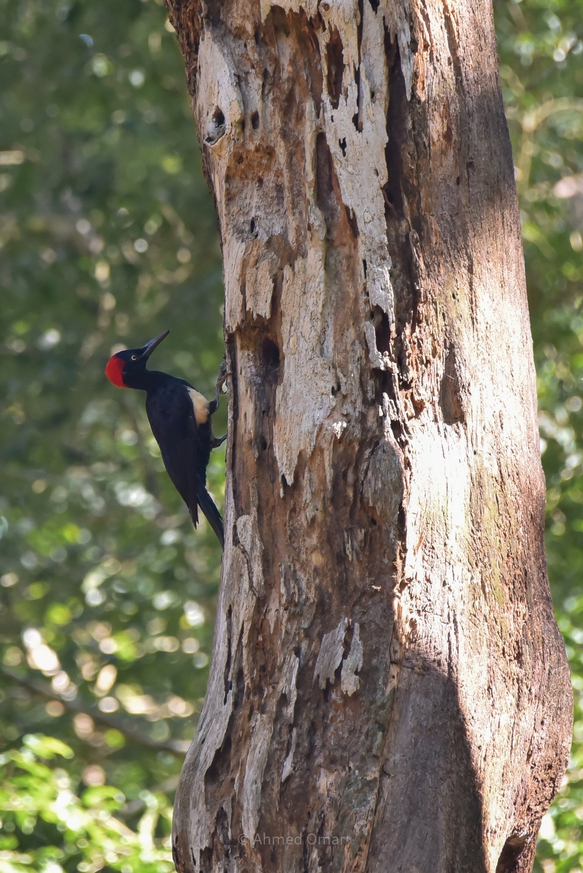 White-bellied Woodpecker (Dryocopus javensis)