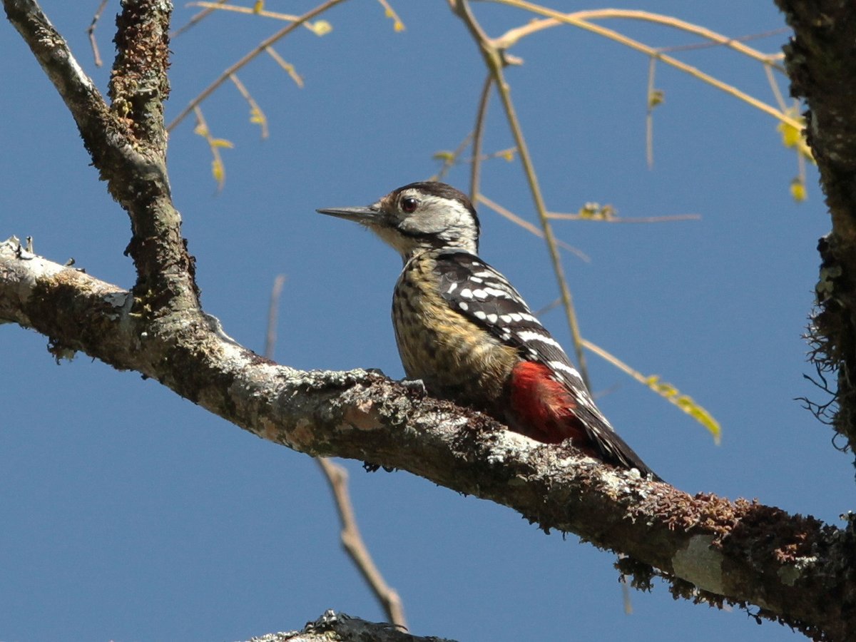 纹胸啄木鸟 (Dendrocopos atratus)