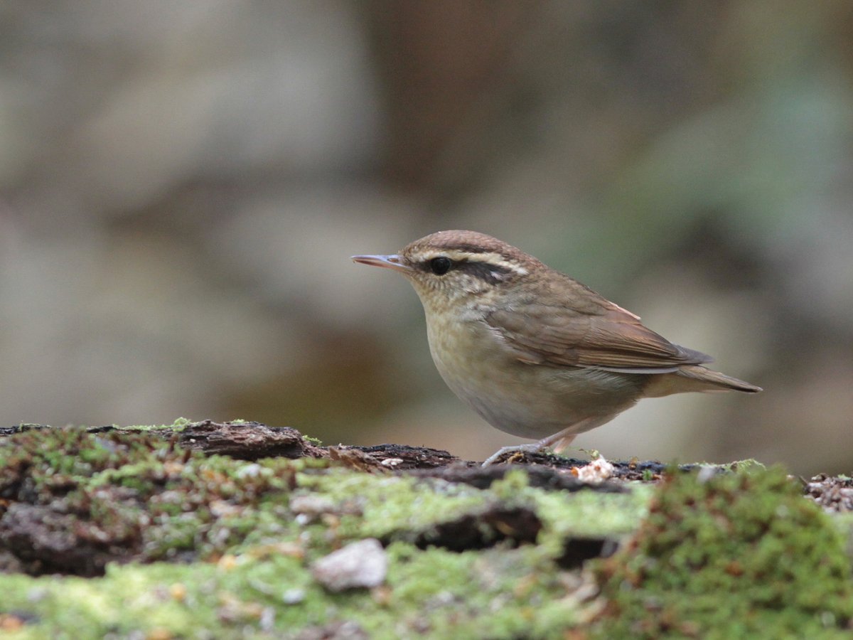 鳞头树莺 (Urosphena squameiceps)