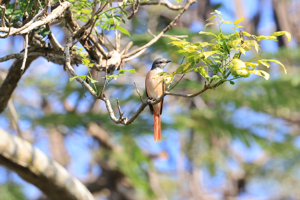 粉红山椒鸟 (Pericrocotus roseus)