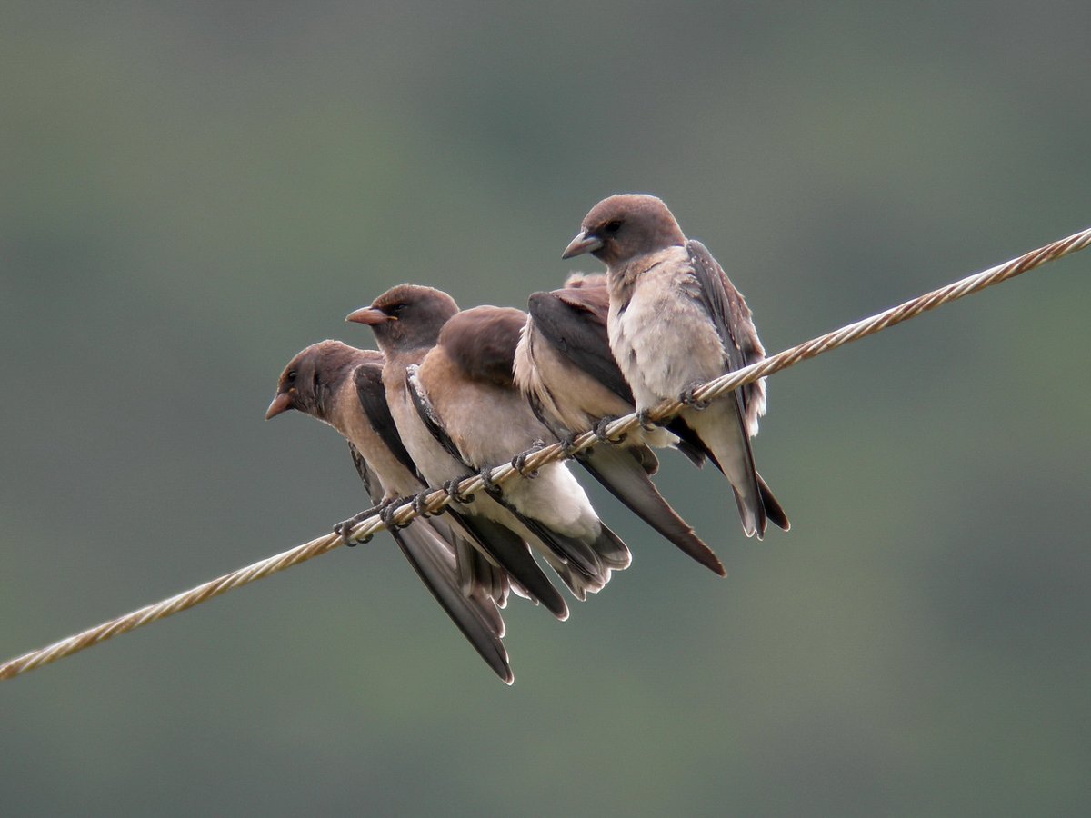 灰燕鵙 (Artamus fuscus)