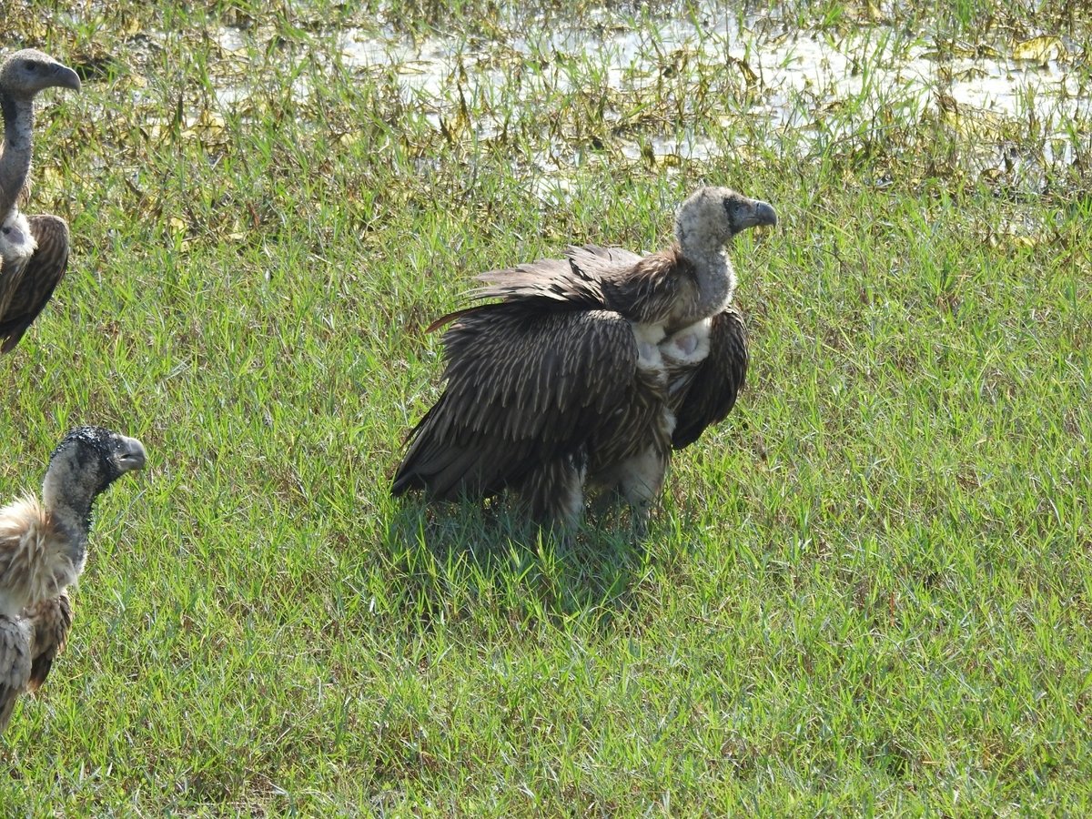 Himalayan Vulture (Gyps himalayensis)