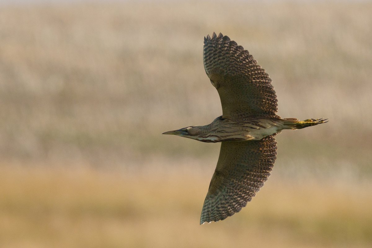 Eurasian Bittern (Botaurus stellaris)