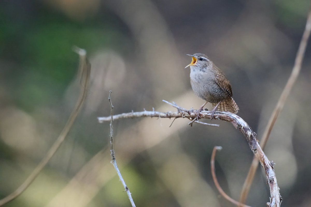 鹪鹩 (Troglodytes troglodytes)