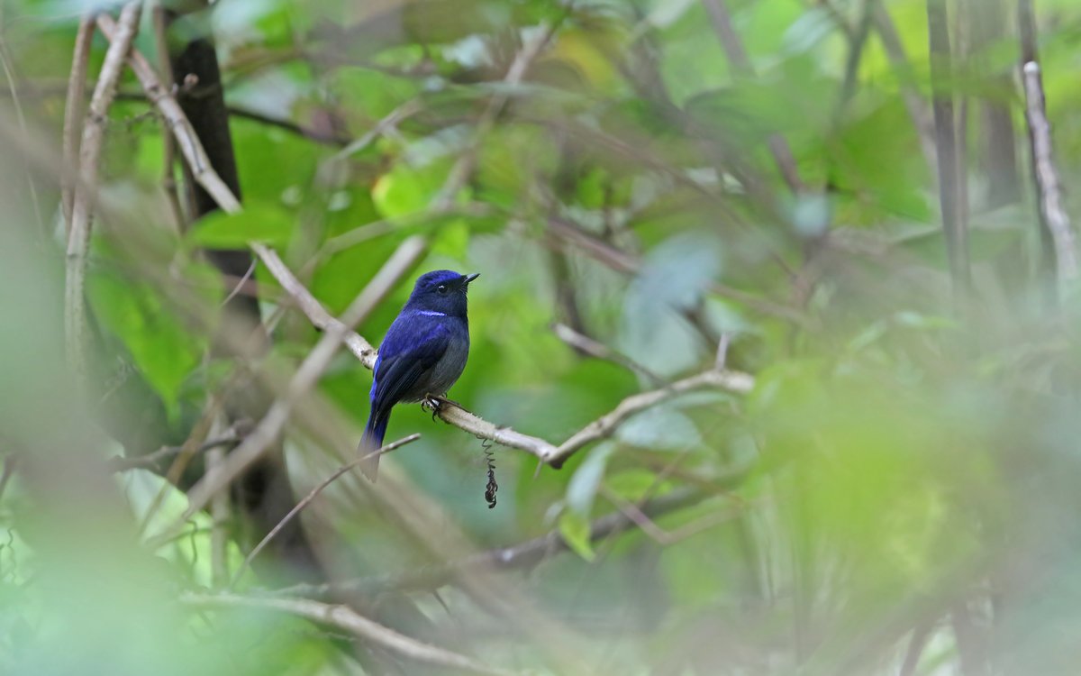 小仙鹟 (Niltava macgrigoriae)