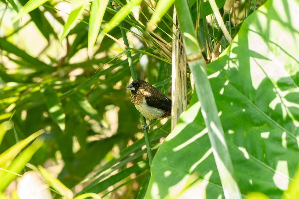 白腰文鸟 (Lonchura striata)