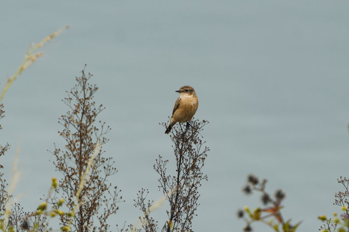Siberian Stonechat (Saxicola maurus)
