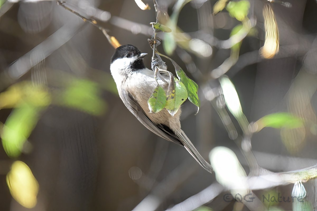 四川褐头山雀 (Poecile weigoldicus)