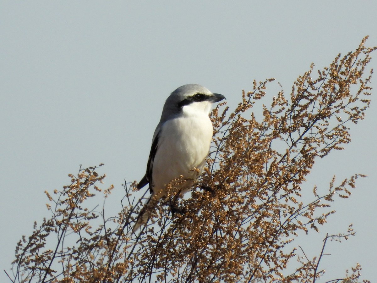 Chinese Grey Shrike (Lanius sphenocercus)