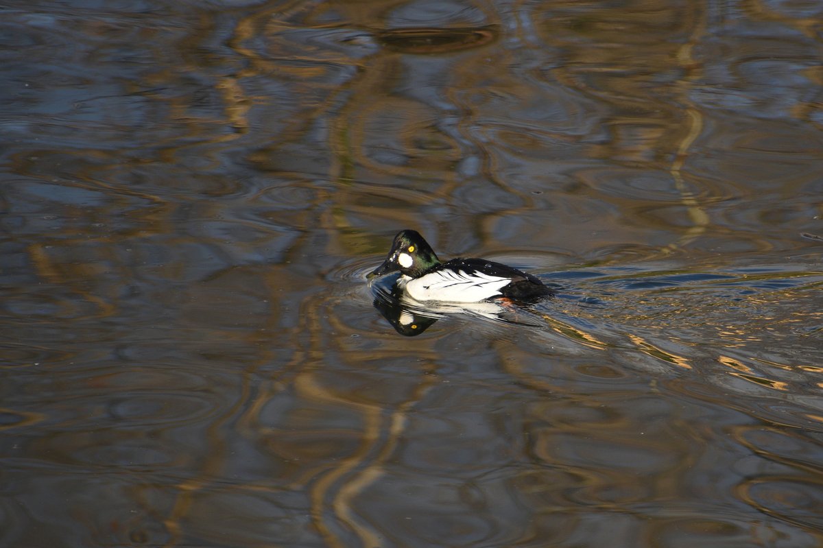 Common Goldeneye (Bucephala clangula)