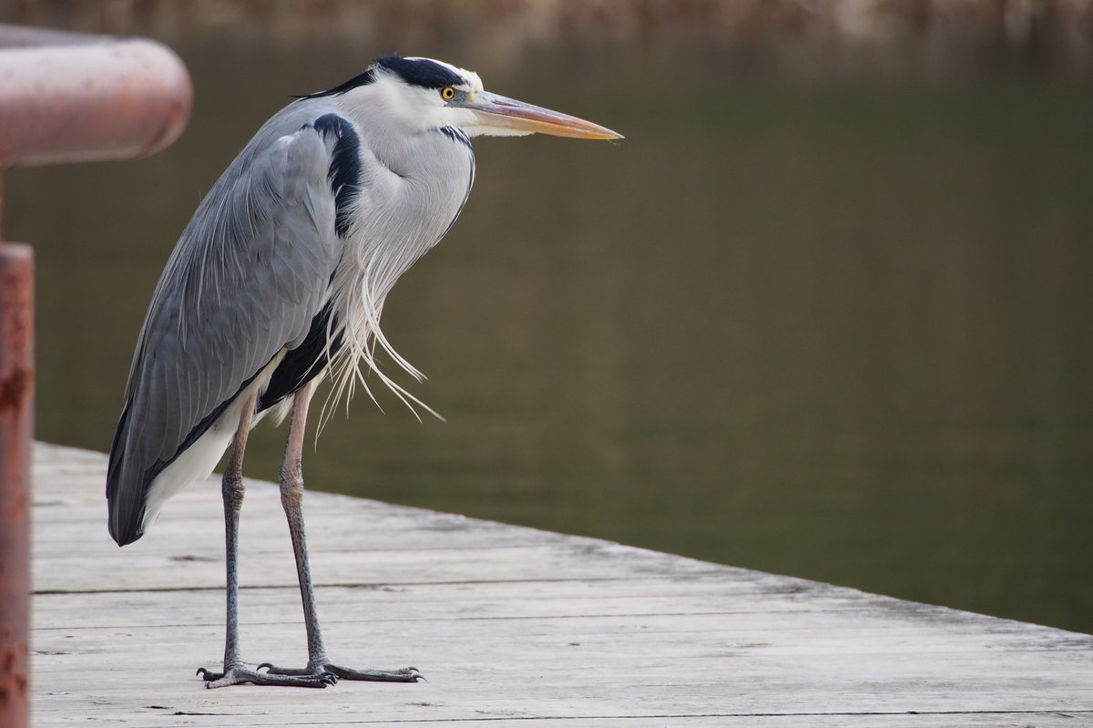 苍鹭 (Ardea cinerea)