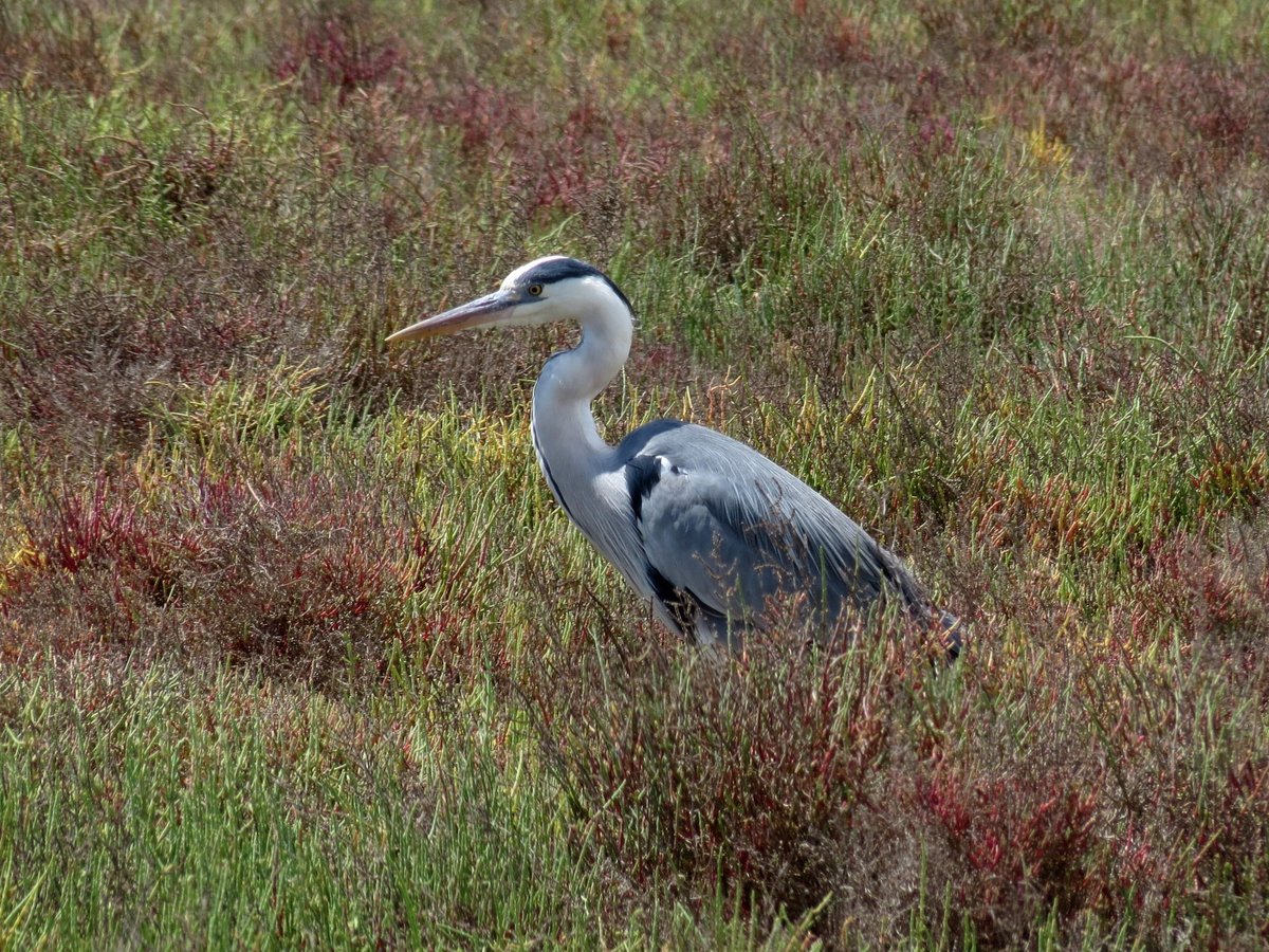 苍鹭 (Ardea cinerea)