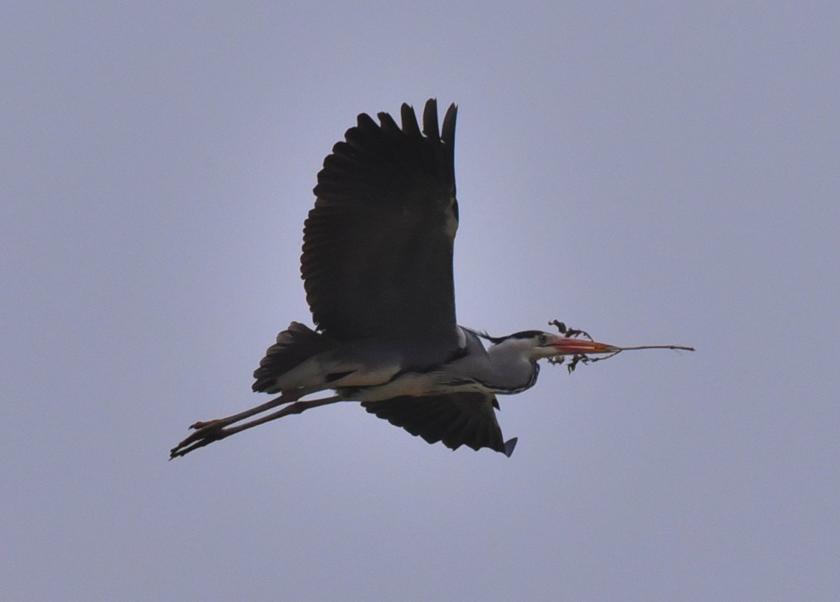 苍鹭 (Ardea cinerea)