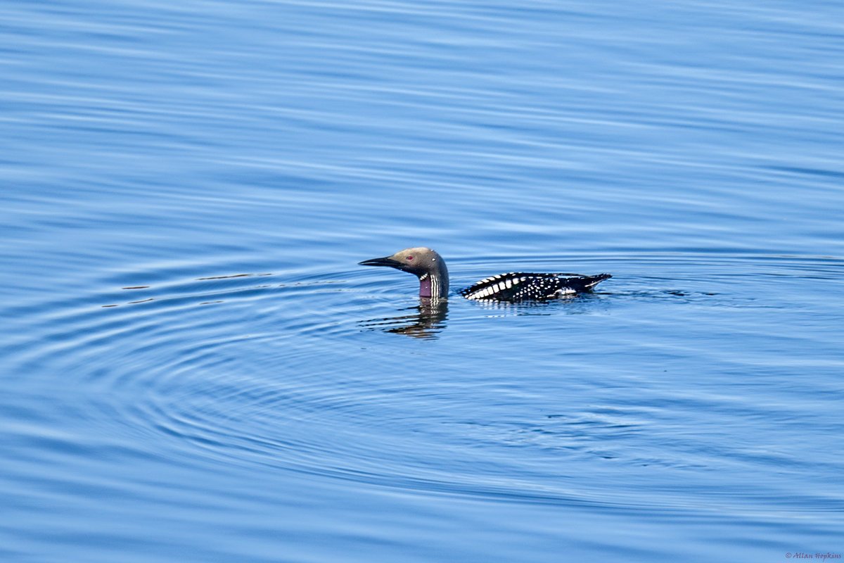Black-throated Loon (Gavia arctica)