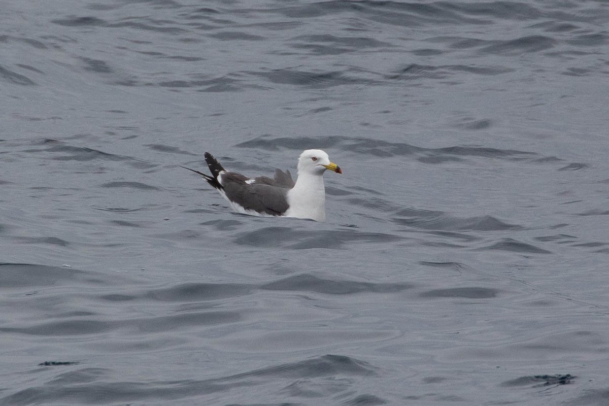 黑尾鸥 (Larus crassirostris)