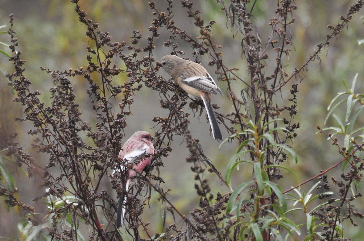 长尾雀 (Carpodacus sibiricus)