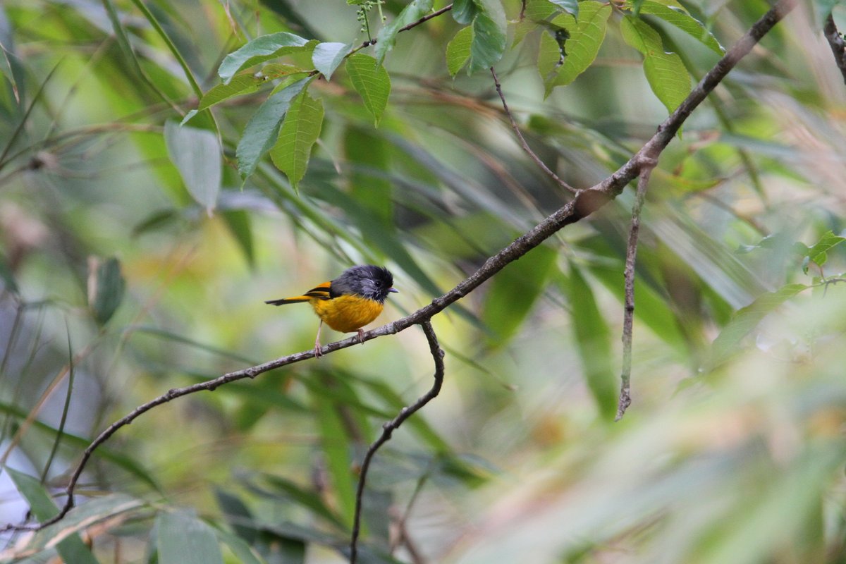 金胸雀鹛 (Lioparus chrysotis)