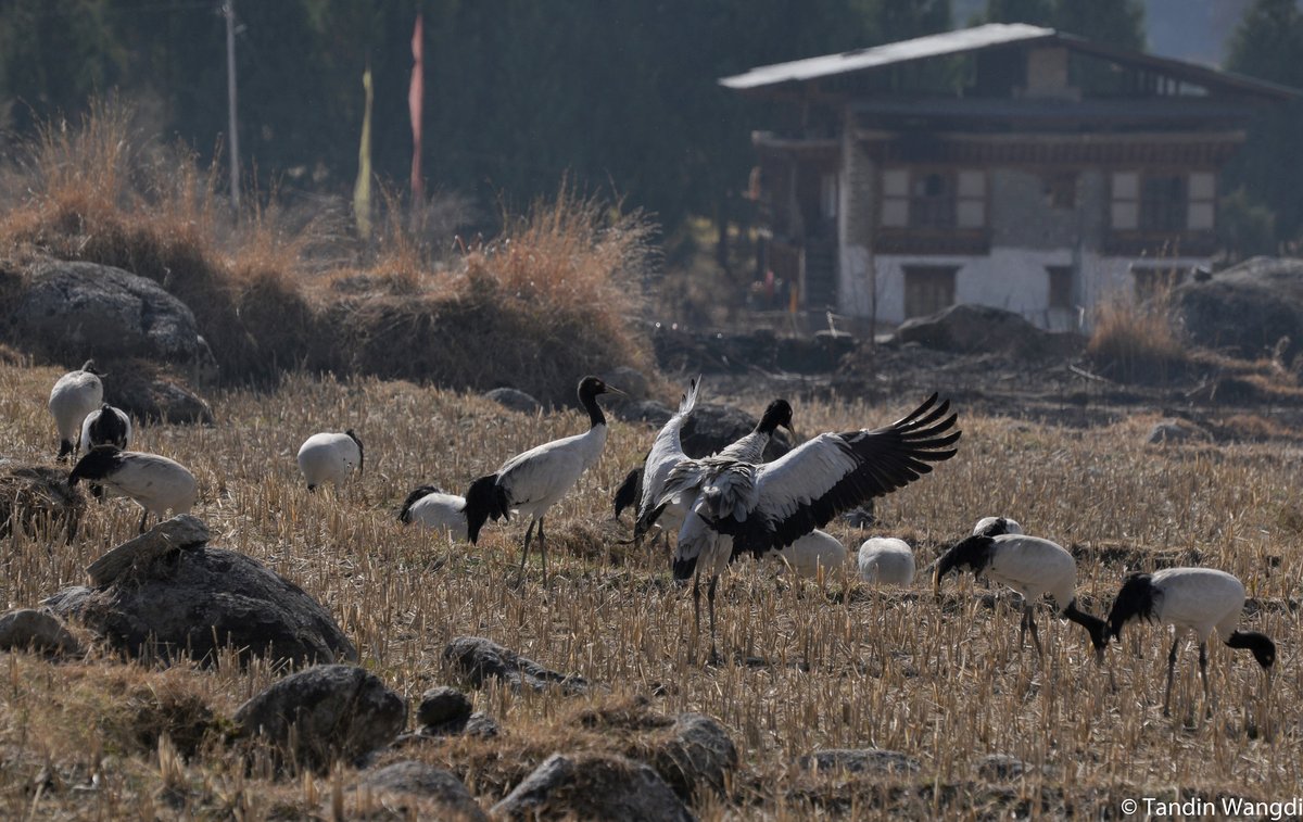黑颈鹤 (Grus nigricollis)