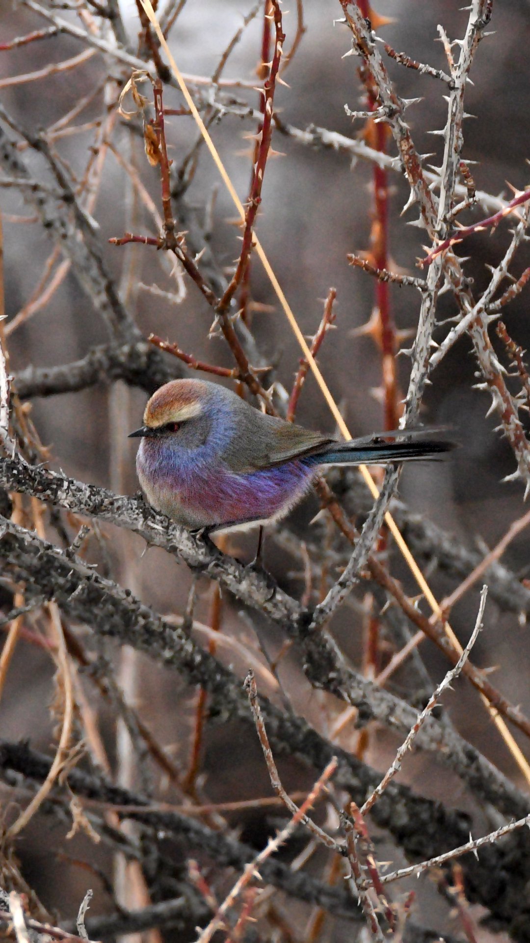 花彩雀莺 (Leptopoecile sophiae)