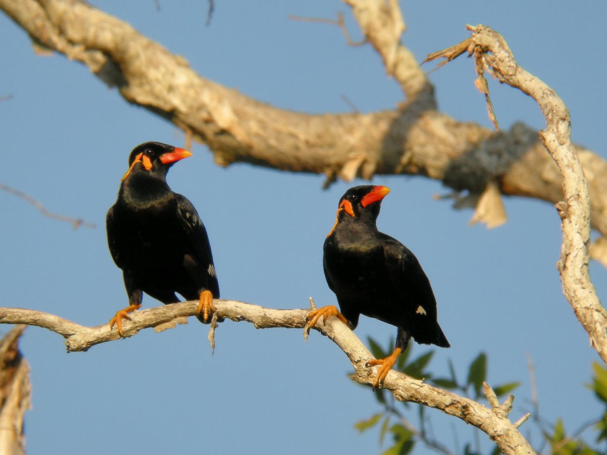 Common Hill Myna (Gracula religiosa)